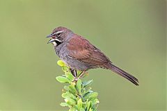 Five-striped Sparrow